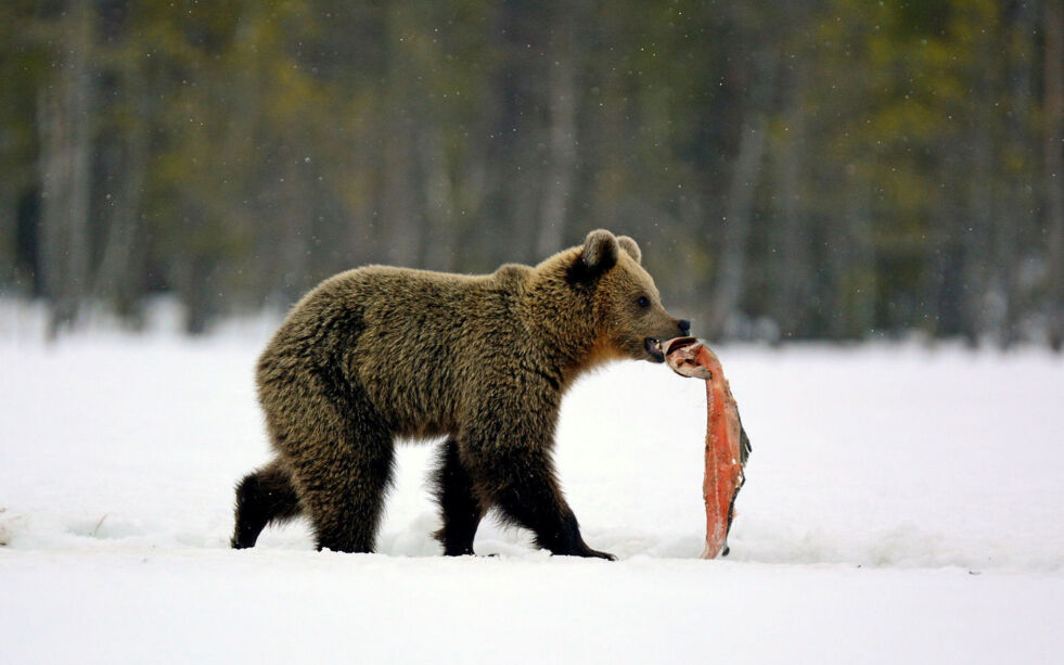 Overvåking av brunbjørnbestanden i Norge viser en liten økning av bjørn i Finnmark.
 Foto: Irene Andersen