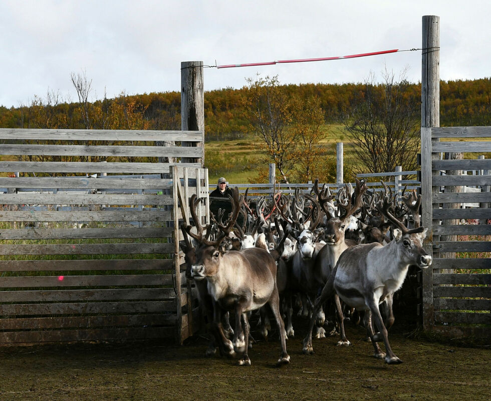 Landbruks- og matdepartementet foreslår at øret med reinmerke skal følge skinnet ved slakt. Bildet er fra Skuohtanjárgga siida i reinbeitedistrikt 16.
 Foto: Irene Andersen