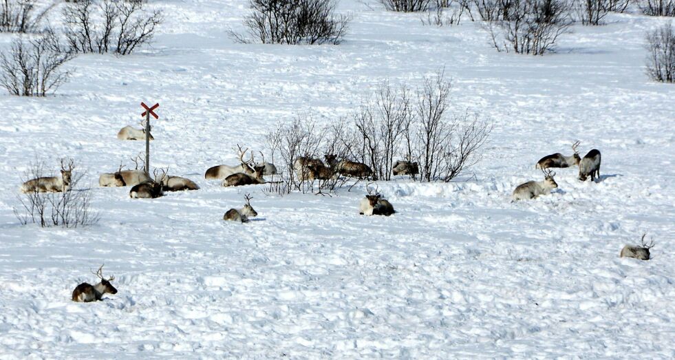 Det haster for hundretusenvis av rein, og situasjonen bekymrer ordførere i reindriftskommunene. Foto: Stein Torger Svala