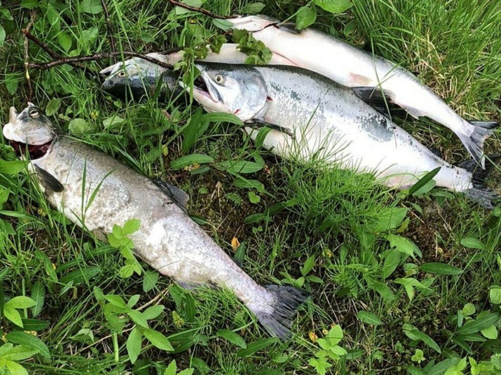 Pukkellaks tatt i Lakselva av en fisker. Foto: Privat