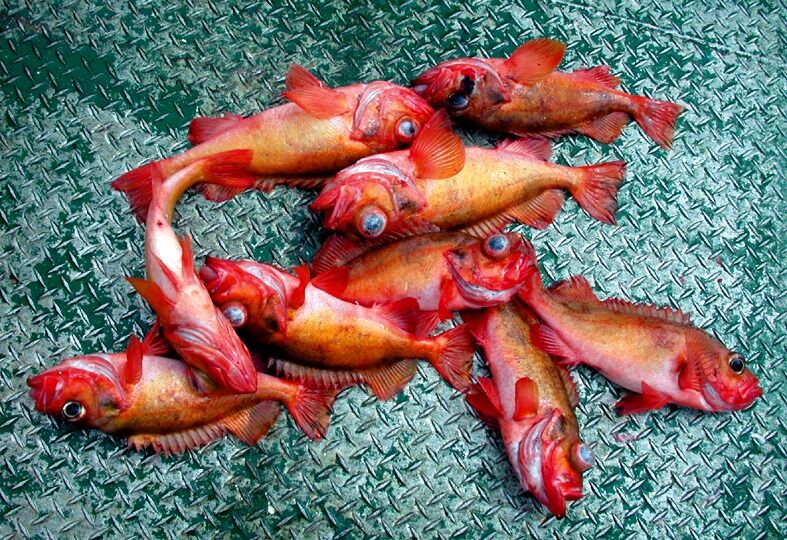 Det kan bli slutt på fritidsfiske etter uer, samtidig som yrkesfiskerne får ta mindre som bifangst.
 Foto: Arkiv