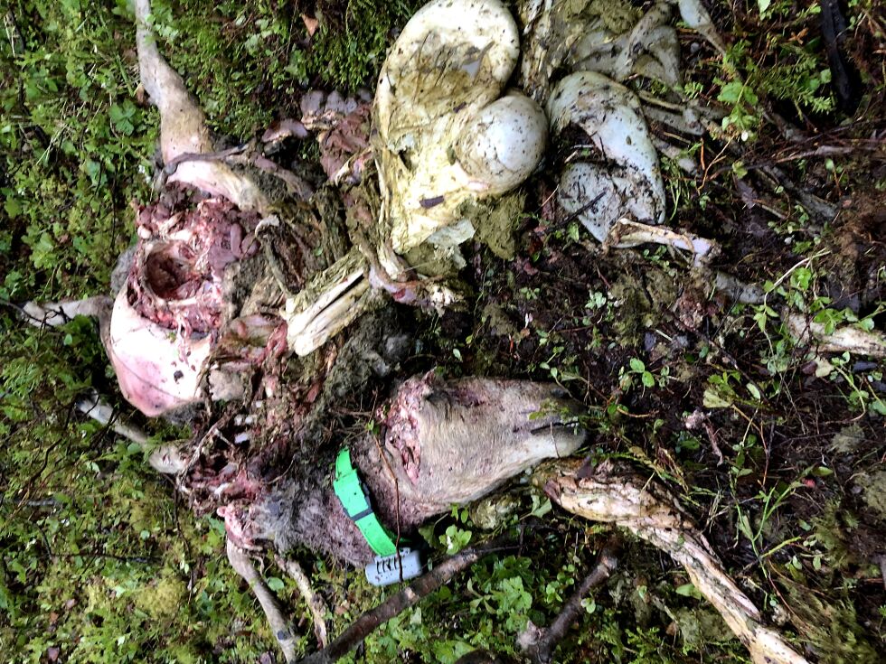 Mesteparten av denne sauen i Neiden ble til mat for bjørnen, som herjet i bygdas beiteområder i utmarka.
 Foto: Trude Mikkola