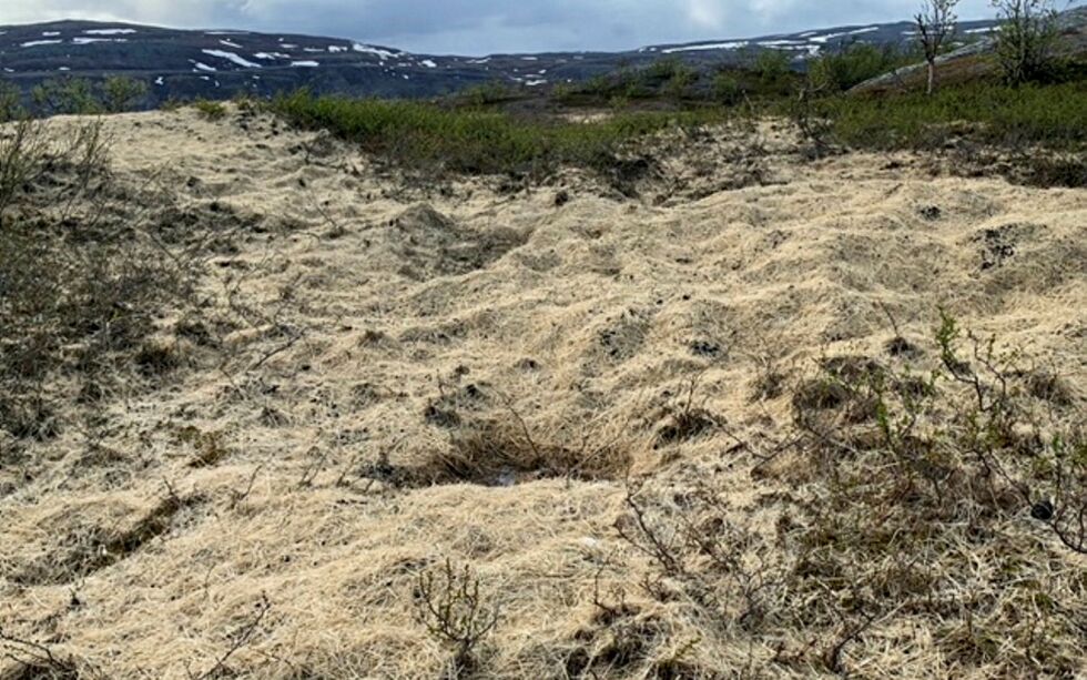 Fôrrestene legger seg som et tykt teppe over landskapet.
 Foto: Privat