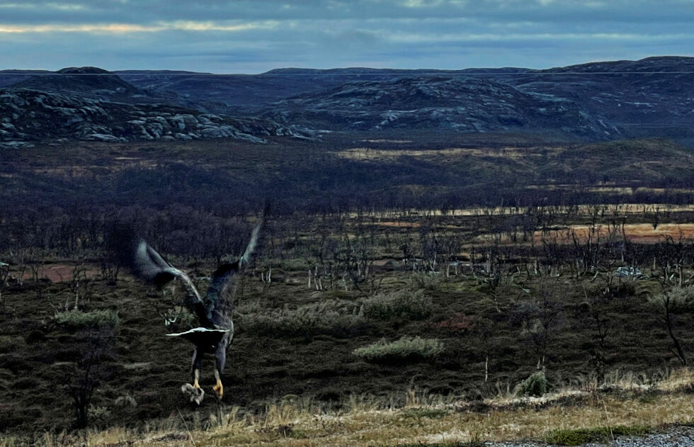 Pro­ble­met med å iden­ti­fi­sere den skyl­dige ørna er år­sak­en til avslag på søk­na­den om ørne­jakt.
 Foto: Birgitte Wisur Olsen