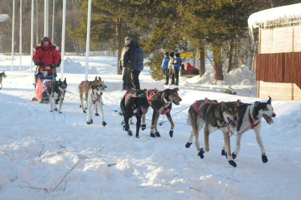 Endrede regler for ferdsel og hundehold blant reinsdyr