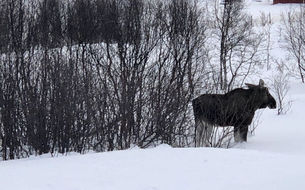 Skogens konge påvirker klimaet