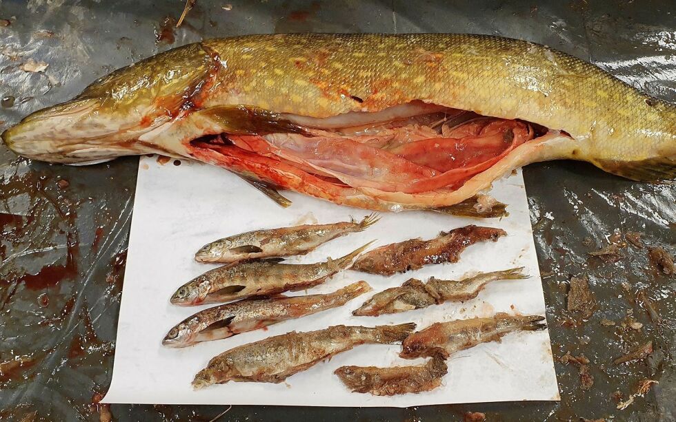 Gjedde er en av artene man frykter kan spre seg og skade mangfoldet i ferskvannet den etablerer seg. Bildet viser gjedde tatt i Tanavassdraget i 2019, med laksesmolt i magen.
FOTO: NINA