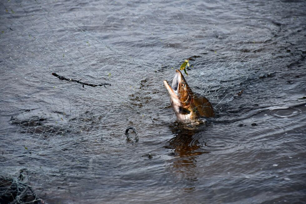 Illustrasjonsfoto: Irene Andersen