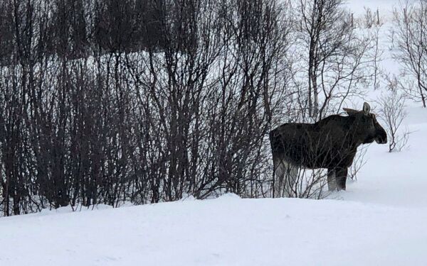 Gir 1,15 millioner til vilttiltak