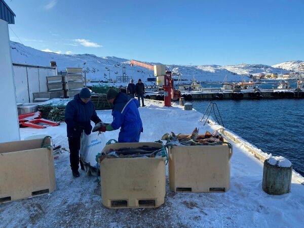 Meget godt fiske i Varangerfjorden