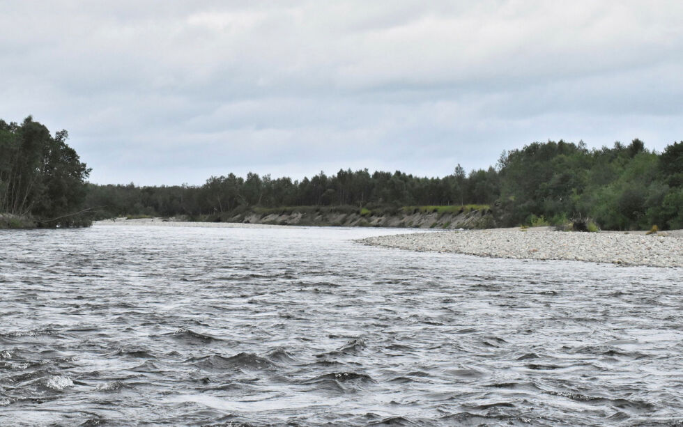 Pukkellaksen der det nå er påvist parasitt, ble tatt i Lakselva i Porsanger i august 2021.
 Foto: Sara Olaussen Stensvold