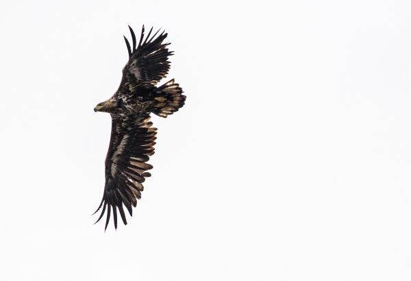 Et spesielt viktig valg for naturen