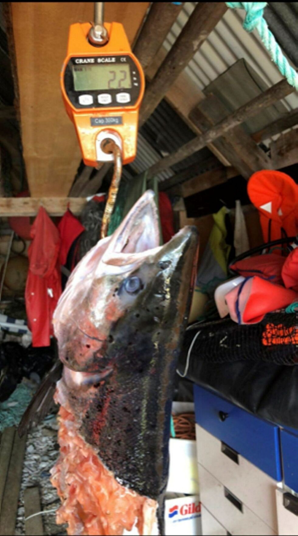 Bare ho­det på stor­lak­sen hang igjen i lak­se­no­ta et­ter at kob­ben had­de for­synt seg med res­ten av fisk­en. Vekta vi­ser at ho­det vei­de 2,2 ki­lo.
 Foto: Privat