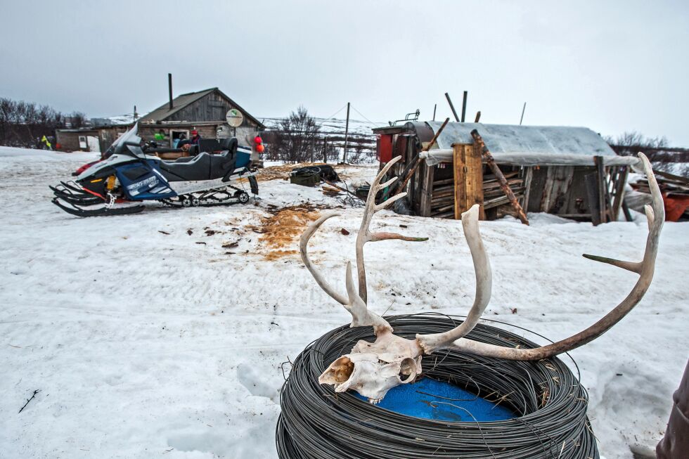 Skyting og knivbruk har vært en del av virkeligheten for reingjeterne i forsvaret av reinflokken i Russlands vestligste hjørne.
 Foto: Tatiana Britckaia
