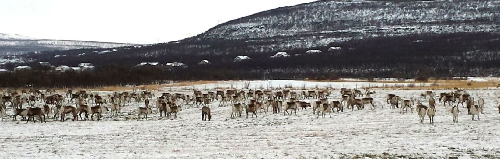 Sne- og islagte beiteområder gjør at beiteforholdene er vanskelig for reinen over store deler av Finnmark
 Foto: Illustrasjon
