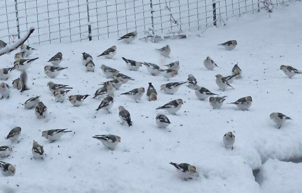 Det myldrer av snespurv. Det hender det oppstår kamp mellom hvert solsikkefrø.
 Foto: Randi Irene Losoa