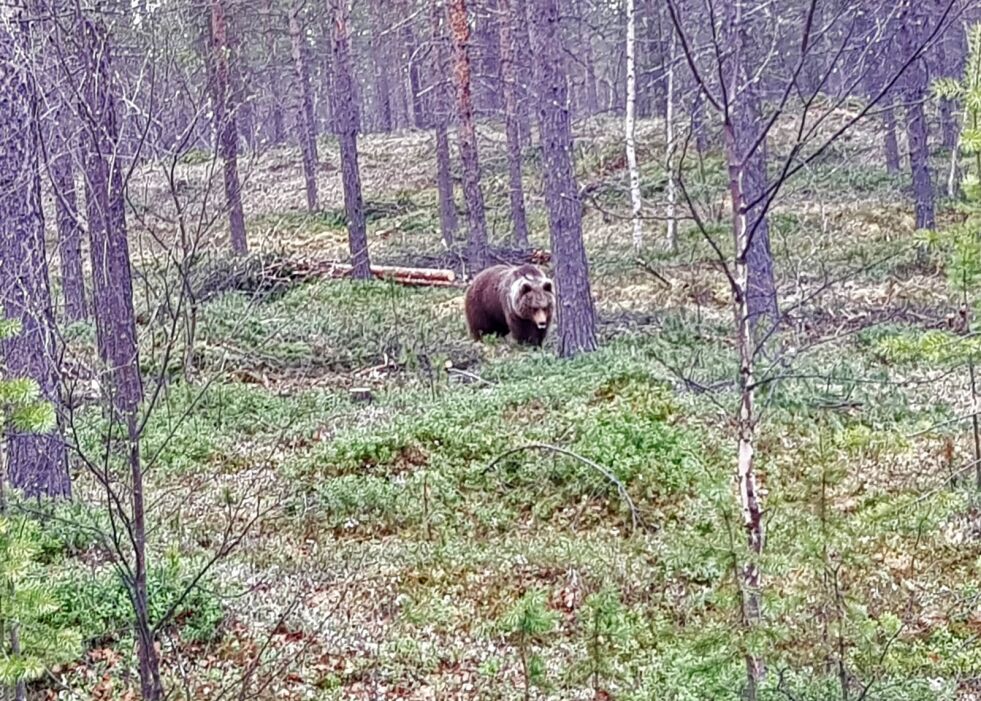 På 25 meters hold filma Line Greiner denne bjørnen i rundt ti minutter før den stakk av.
 Foto: Line Greiner