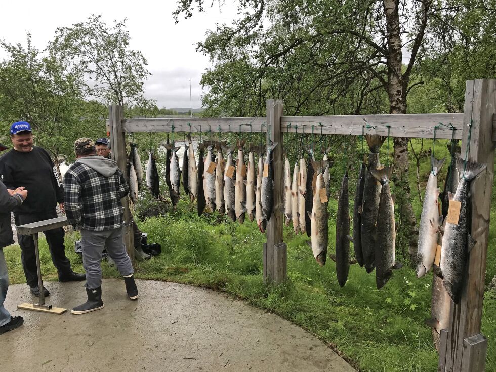 Selv om et kastedøgn i forrige uka var godt, er det ennå langt igjen før fellesfisket under Skoltefossen nærmer seg den lovlige kvoten på tusen kilo.
 Foto:  Lars Sigurd Eide