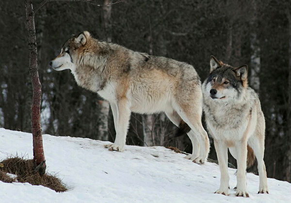 Nedgang i ulvebestanden