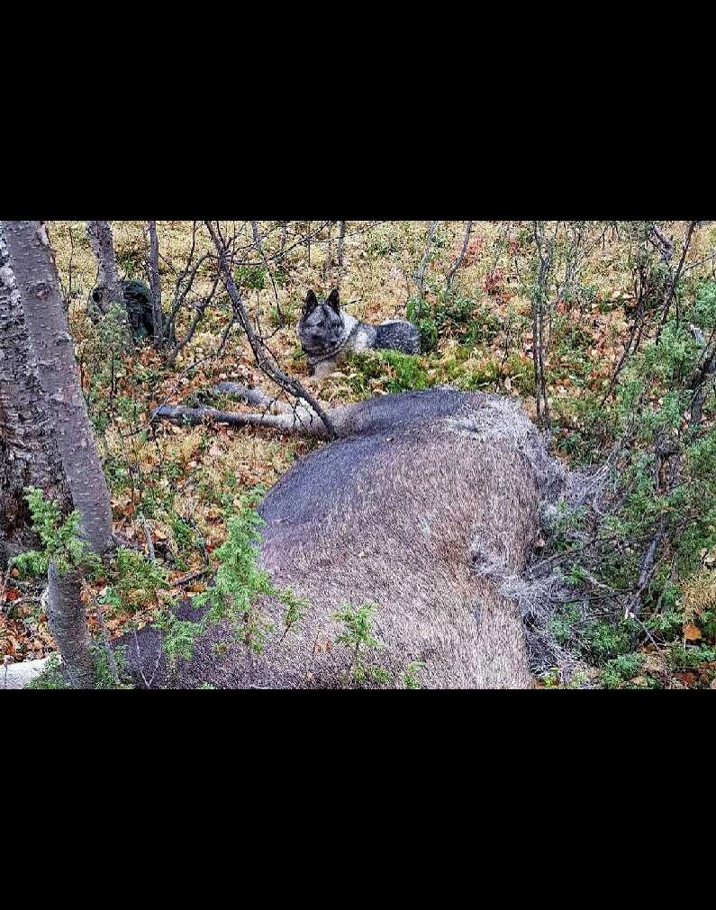 De fleste steder i fylket var det gode jaktforhold da elgjakta startet sist tirsdag. Det førte til mange fellinger den første dagen.
 Foto: Privat