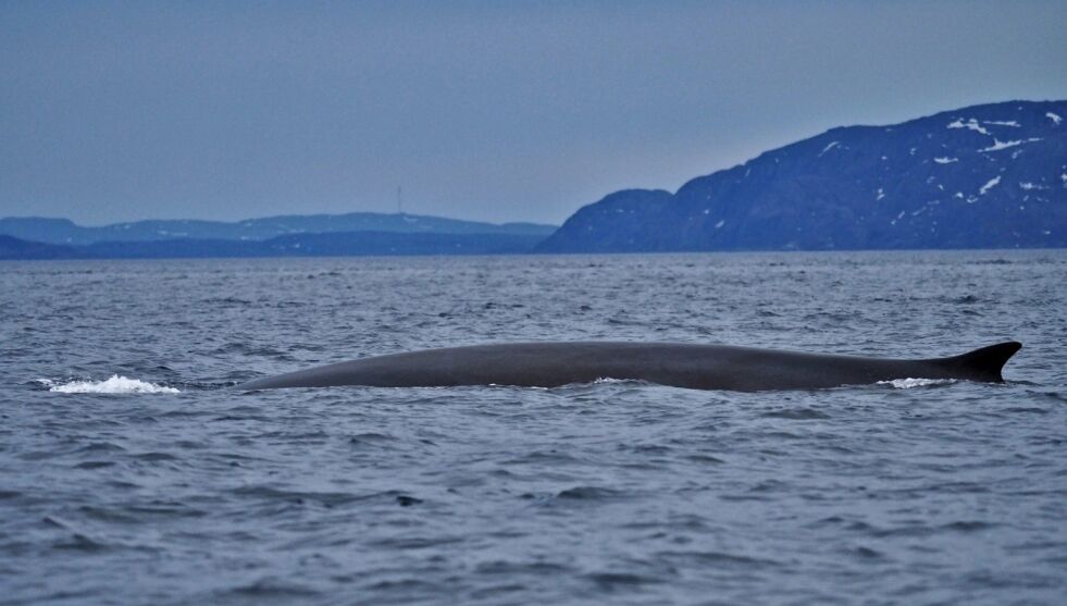 Bildene er tatt rett utenfor Kibygrunnen/Vadsø lufthavn kvelden 27. mai. De tre finnhvalene er også blitt observert lenger inn i fjorden kvelden 30. mai.
 Foto: Øystein Ruud