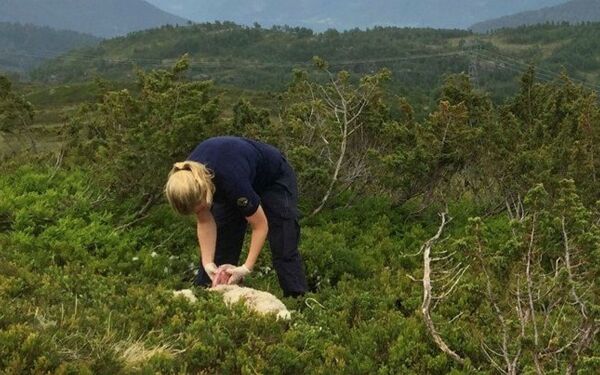 SNO i beredskap i beitesesongen