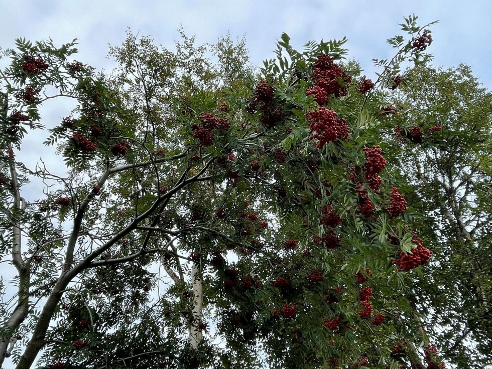 Det er kronår for rognebær i år. Bildet er tatt i Sirbmá.
 Foto: Birgitte Wisur Olsen