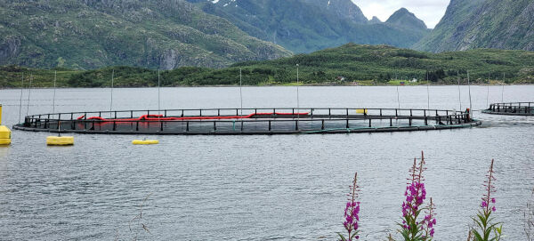 Støtter lakserikingene mot egen regjering
