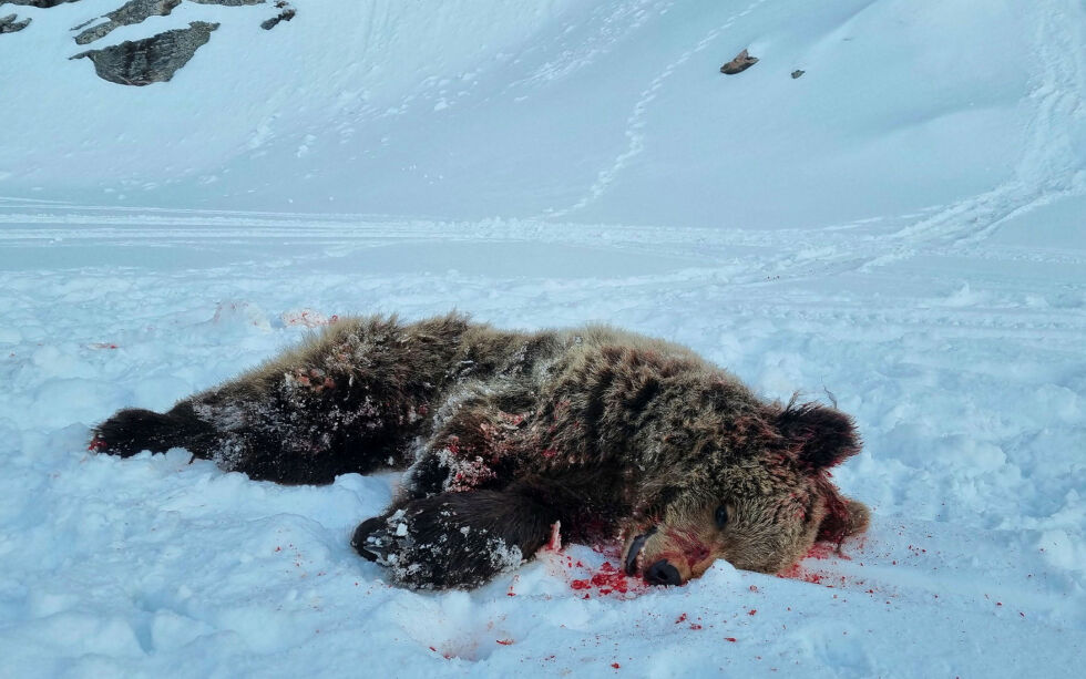 En liten hannbjørn ble skutt 29. april i Vinneduottar mellom Jarfjord og Ropelv etter at det ble gitt fellingstillatelse samme dag.
 Foto: SNO