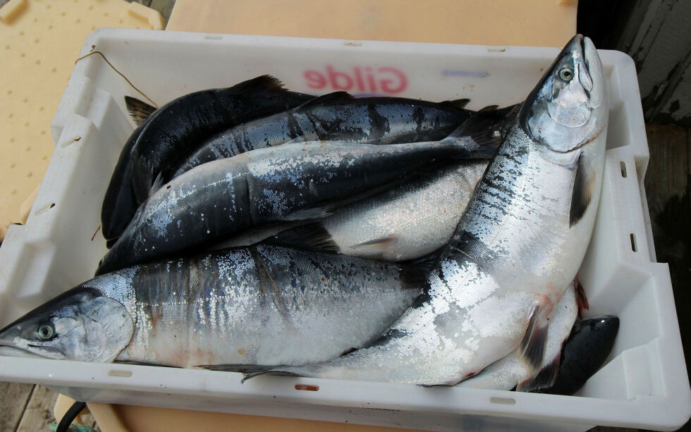 Pukkellaks, eller stillehavslaks, ansees å være en god matfisk om man tar den i sjøen – før den går opp i elvene for å gyte.
FOTO: TORBJØRN ITTELIN