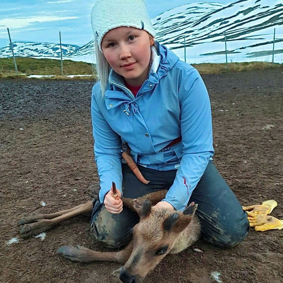 Ida Jåma (21) i Røyrvik vil satse på hest. Dyret på bildet er imidlertid en reinkalv.
 Foto: Privat
