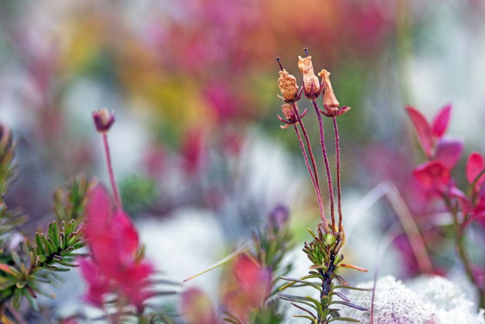 Husk å nyte de flotte fargene som nå er å se i terrenget.
 Foto: June Helén Bjørnback