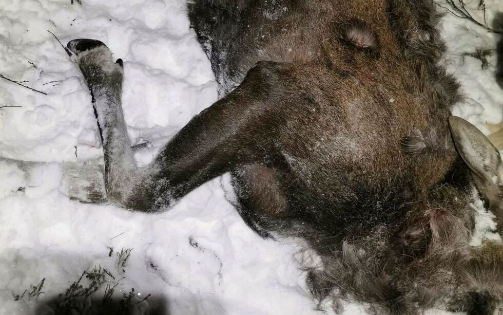 Viltnemnda fant til slutt elgen, og fikk avlivet det hardt skadde dyret.
BEGGE FOTO: PRIVAT