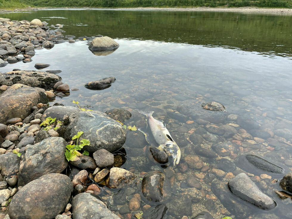 For to år siden lå det mye russellaks råtnende i fjæra og langs elvebreddene. I år skal Vardøbruket ta seg av fisken mens den fremdeles er god menneskemat.
 Foto: Birgitte Wisur Olsen