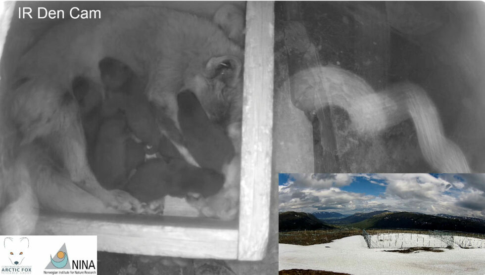 For første gang har NINA-forskere fått opptak en fjellrev som føder. Du kan nå gå inn på sagat.no og se flere videoer – både fra fødselen og fra aktivitet i hiet.
 Foto: Skjermdump fra NINA