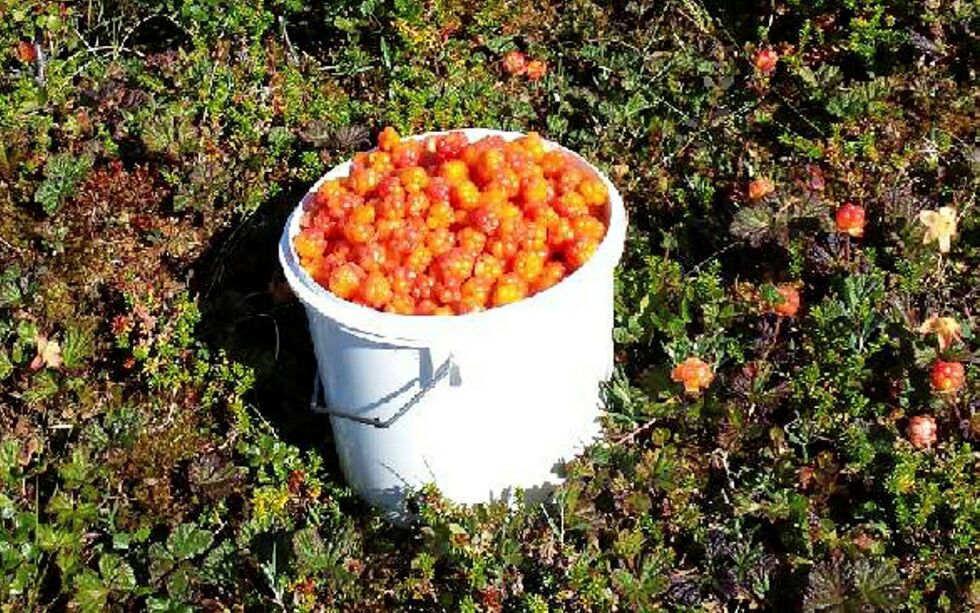Mye blomster, god varme og litt fuktighet gir grunn til at man kan få se mye av dette i Finnmark om noen uker.
FOTO: TORBJØRN ITTELIN
