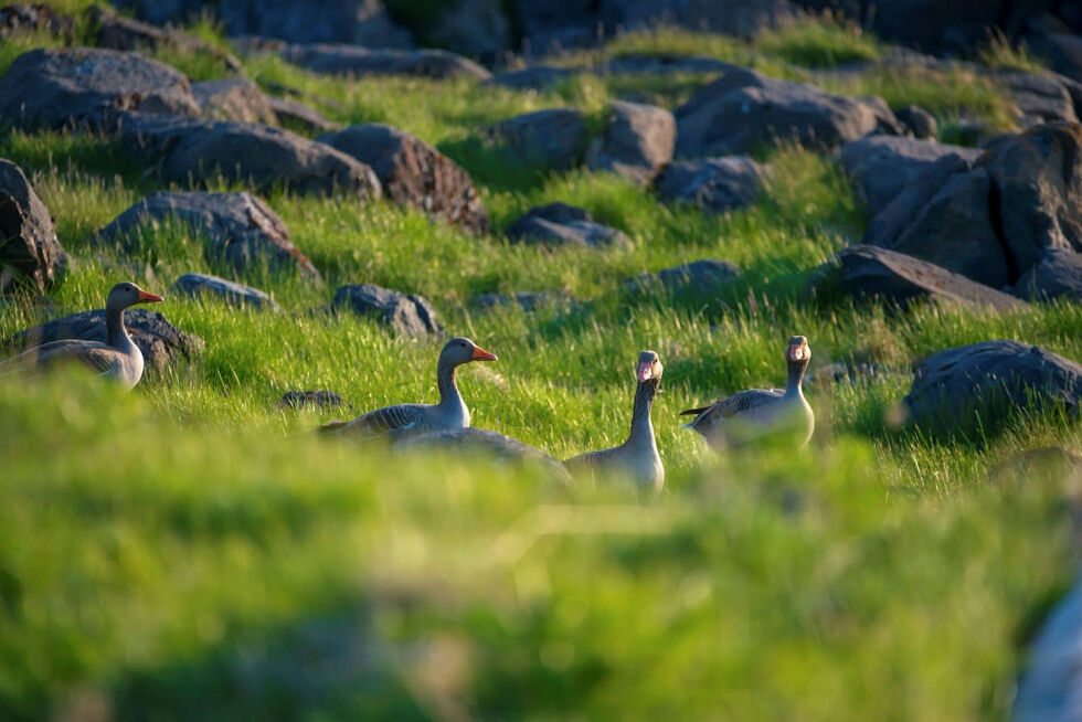 Man regner med at det fins nær en million grågås i Europa, og noen av dem finner man på Magerøya i Nordkapp kommune.
 Foto: Jon Andre Brynjulvsen Lundal