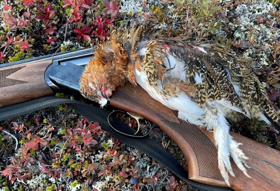 Klimaendringer påvirker også hva en kan forvente av ryper under høstjakta.
 Foto: Privat