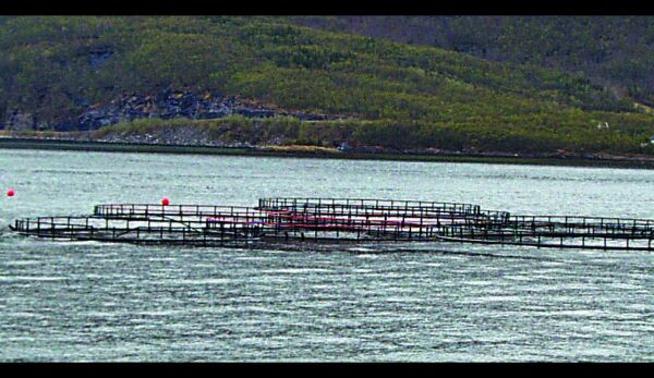 Om nye oppdrettskonsesjoner i Laksefjorden