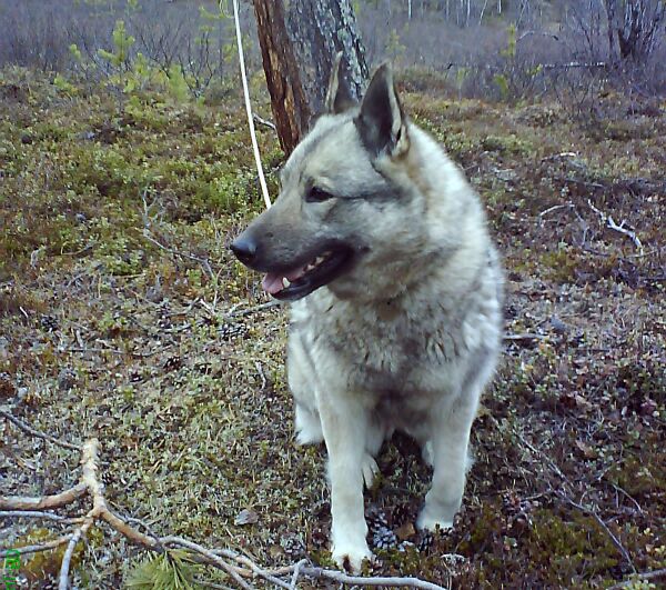 Foreslår endringer  for ettersøkshund