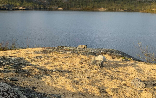 NSRs energipolitikk skader reindrifta