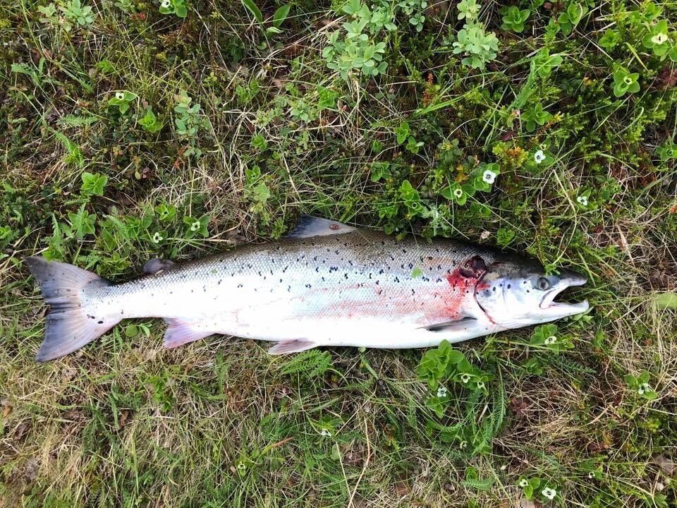 Den første Brennelv-laksen.
 Foto: Privat