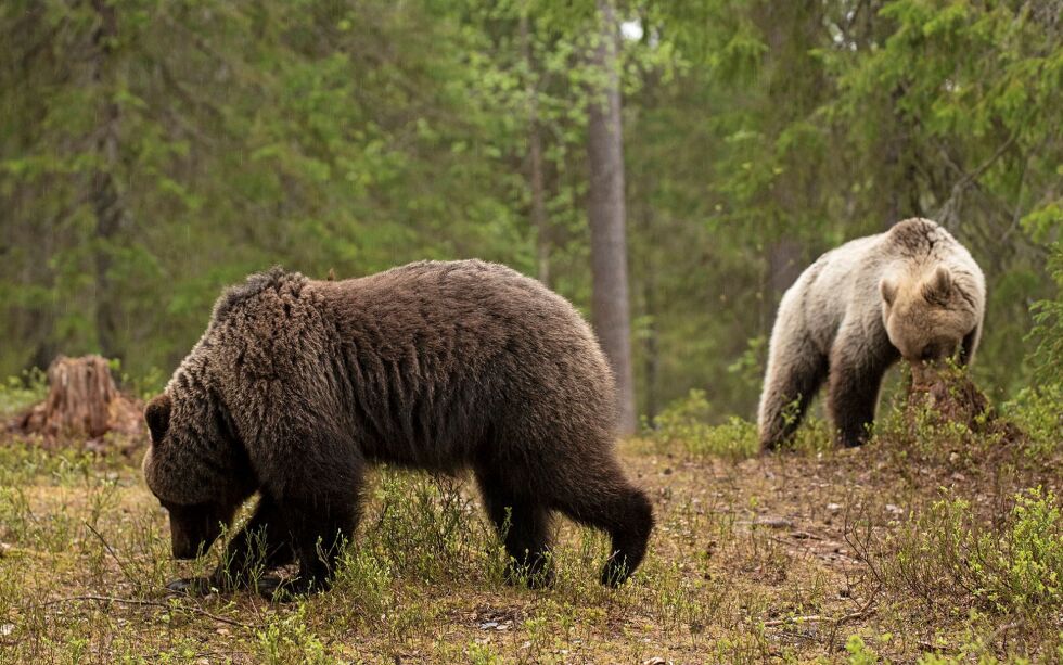 Det har foreløpig ikke blitt felt bjørn i lisensjakta, som varer frem til 15. oktober.
 Foto: Irene Andersen