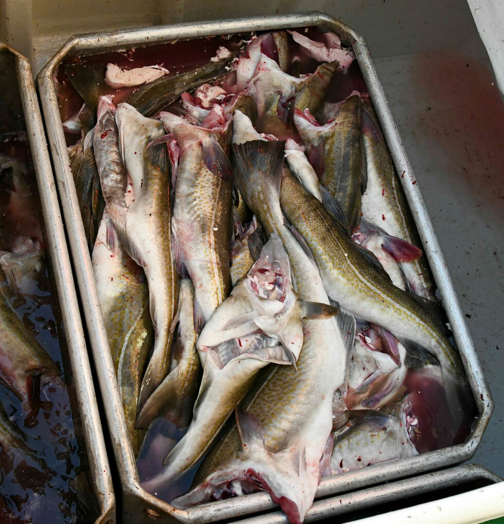Hittil i år har tolletaten i Troms og Finnmark beslaglagt 7.252 kilo fiskefilet. Det blir mange kilo rund fisk.
 Foto: Irene Andersen