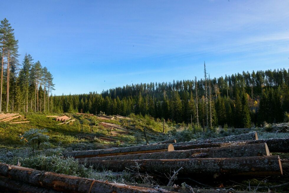 Hogstflate
(Foto: Marius Lippestad/Magasinet Skog)