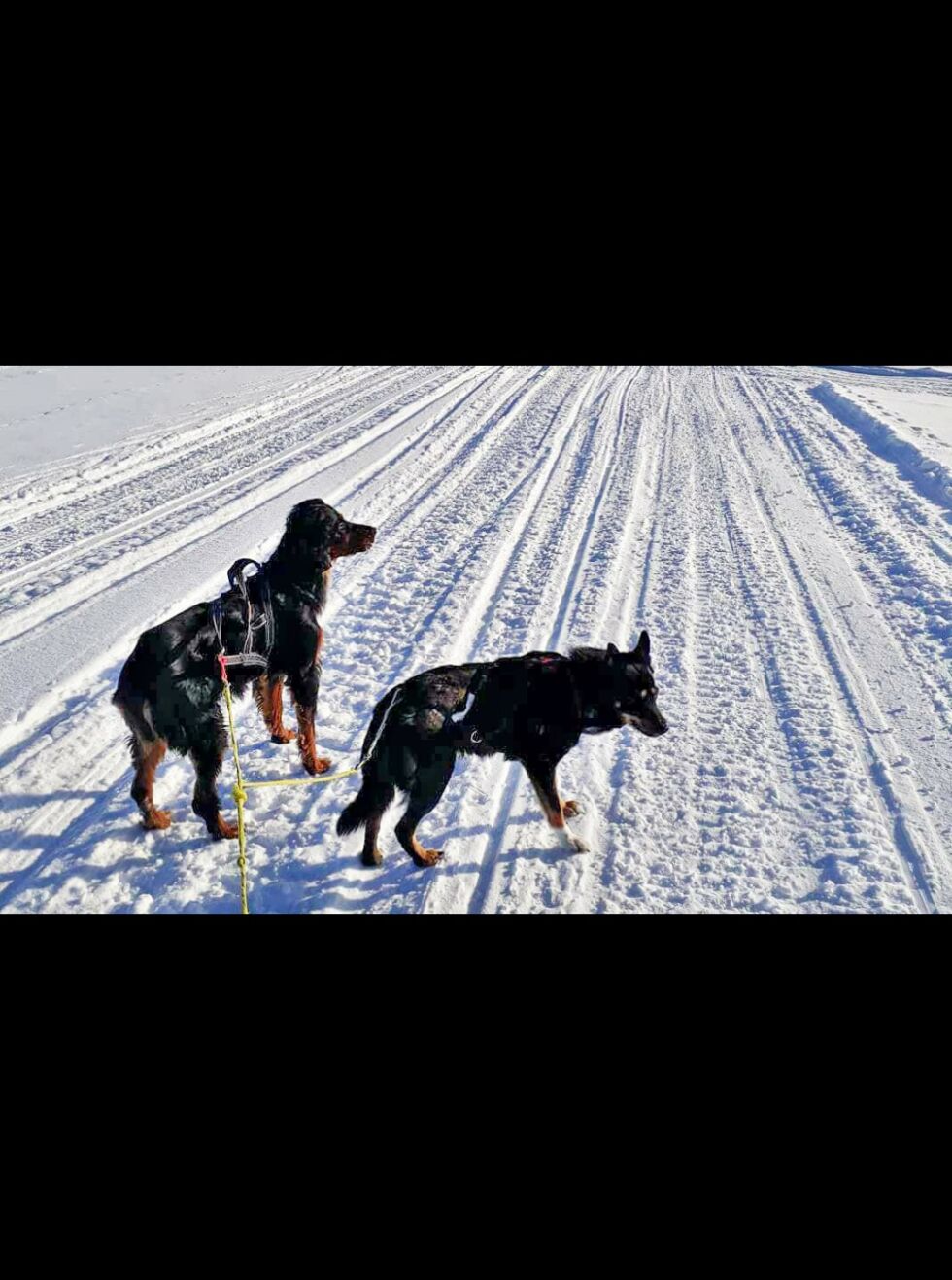 Gordon setteren Rapp og blandingshunden Sairo forsvant fra sine hjem i Gaskavuovdi i Karasjok 2. påskedag.
 Foto: Privat