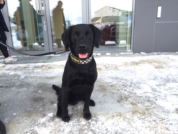 Politihund benyttet i narkotikasøk i Porsanger
