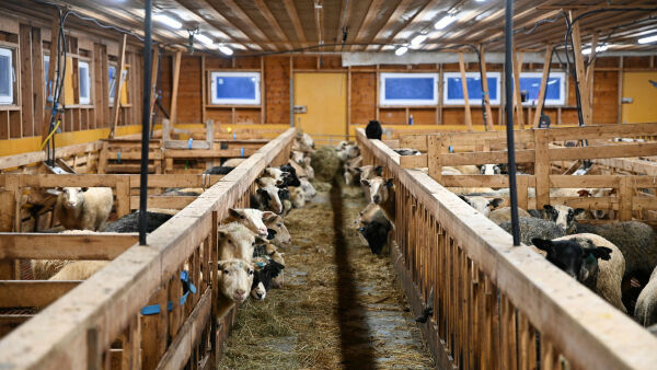 – Må også omfatte sauenæringen