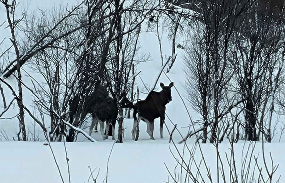 Elg som oppholder seg i Finnmark kan foreløpig rusle rundt uten frykt for noe som helst – som disse i Jakobselvdalen i Vadsø kommune sist helg. Til høsten blir det imidlertid mer alvor.
 Foto: Torbjørn Ittelin