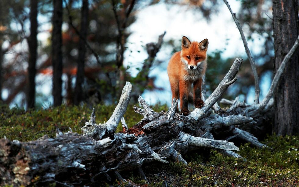 Det vitenskapelige navnet for rødrev er Vulpes vulpes. Rødreven fikk dette vitenskapelige navnet fra den svenske naturforskeren Carl von Linné. Foto: June Helén Bjørnback
 Foto: June Helén Bjørnback